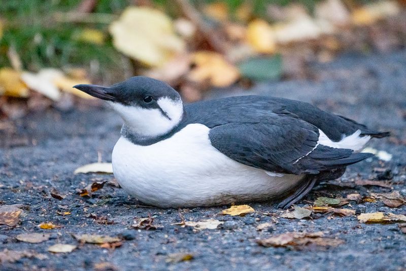 Guillemots again